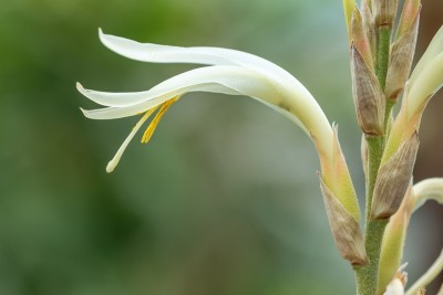 Pitcairnia recurvata 1549-2; Bromeliaceae (2).jpg