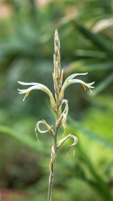 Pitcairnia recurvata 1549-2; Bromeliaceae (1).jpg