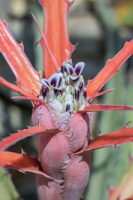 Bromelien Bromelia serra 0163-2; Bromeliaceae Original (1).jpg