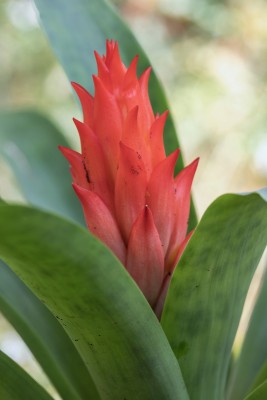 Brom Guzmania osyana 1885-2; Bromeliaceae (2).jpg