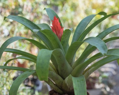 Brom Guzmania osyana 1885-2; Bromeliaceae (1).jpg