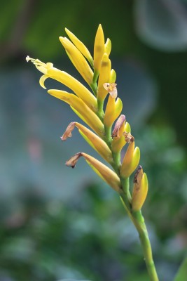 Bromforum Vriesea bleheri 'Atroviolaceifolia-Gruppe' 1601-2; Bromeliaceae (2).jpg