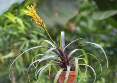 Bromforum Vriesea bleheri 'Atroviolaceifolia-Gruppe' 1601-2; Bromeliaceae (1).jpg