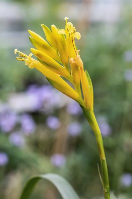 Bromforum Vriesea bleheri 1601-1; Bromeliaceae (2).jpg