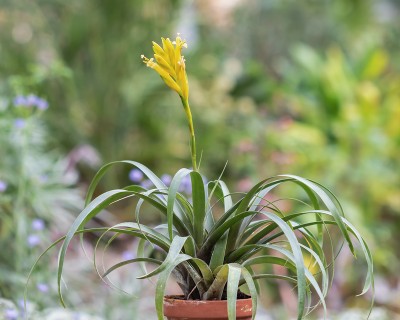 Bromforum Vriesea bleheri 1601-1; Bromeliaceae (1).jpg