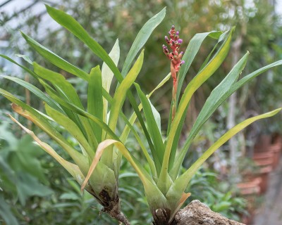 Orchforum Aechmea weilbachii var. viridisepala 1637-3; Bromeliaceae (1)-1.jpg