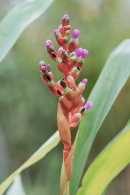 Orchforum Aechmea weilbachii var. viridisepala 1637-3; Bromeliaceae (2)-1.jpg