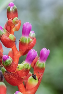 Orchforum Aechmea weilbachii 'Viridisepala-Gruppe' 1637-3; Bromeliaceae (3).jpg