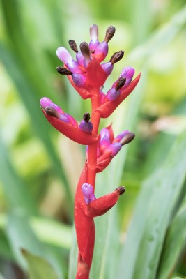 Orchforum Aechmea weilbachii ´Leodiensis´ 1637-2; Bromeliaceae (1)-1.jpg