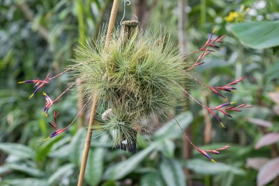 Bromforum Tillandsia fuchsii 0282-; Bromeliaceae (3)-1.jpg