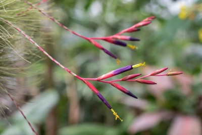 Bromforum Tillandsia fuchsii 0282-; Bromeliaceae (4)-1.jpg