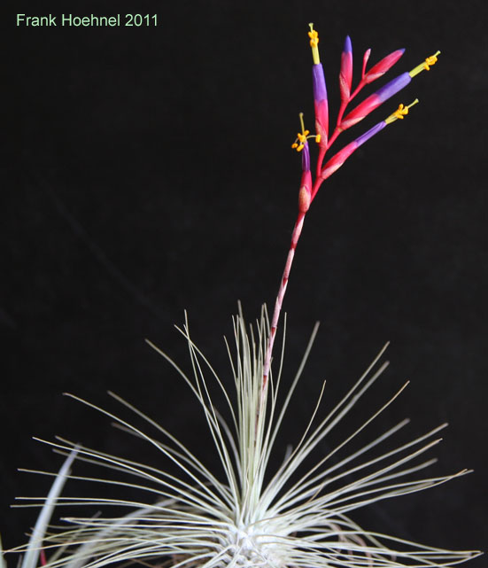 Tillandsia fuchsii Pflanze