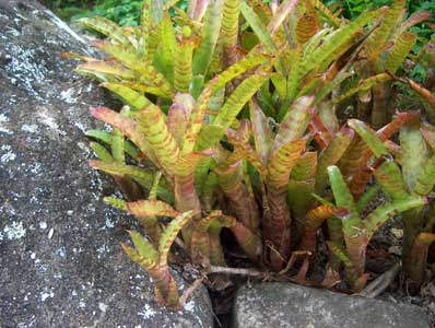 Neoregelia ampullacea.jpg