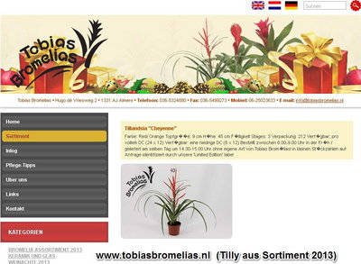 Tillandsia 'cheyenne' von www.tobiasbromelias.nl.jpg