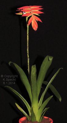 Tillandsia dyeriana (Forum 1713).JPG