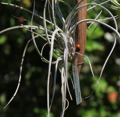 Tillandsia bailyi forma nana mit Marienkäfer .JPG