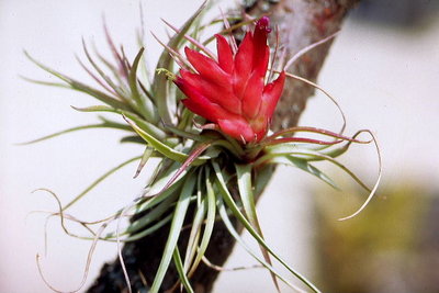 T. kegeliana