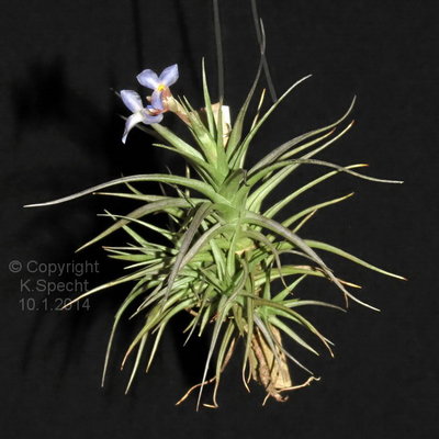 Tillandsia bergeri 1 zu 1