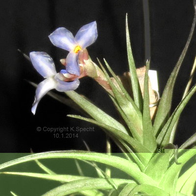 Tillandsia bergeri Macro