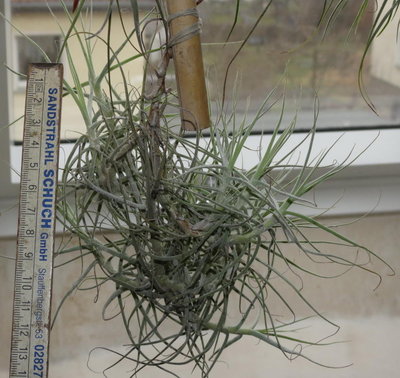 Tillandsia caerulea von hinten