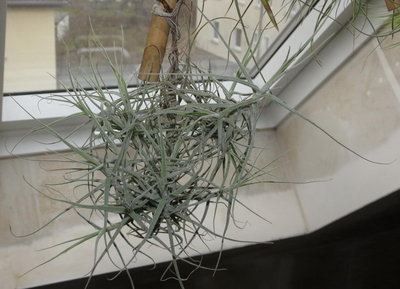 Tillandsia caerulea von vorn