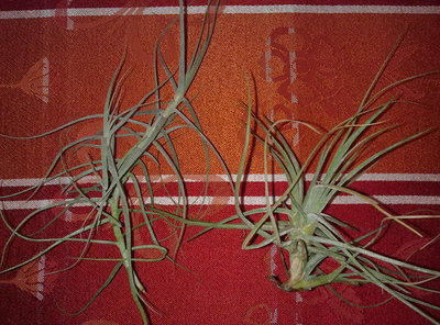 links T. caerulea u. rechts T. schiedeana