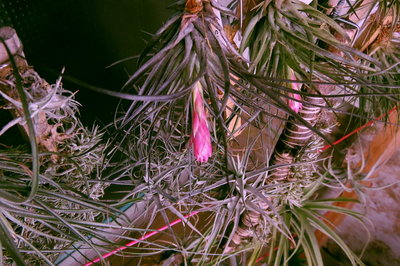 Tillandsia stricta red ©(1858) .JPG