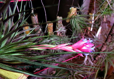 Tillandsia stricta red ©(1857) .JPG