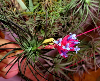 Tillandsia stricta red ©(1960).JPG