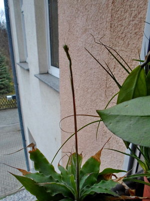 Fosterella penduliflora ab Januar am Wohnzimmerostfenster.jpg