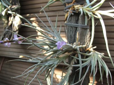 Tillandsia bandensis.jpg