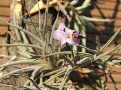 Tillandsia bandensis Makro.jpg