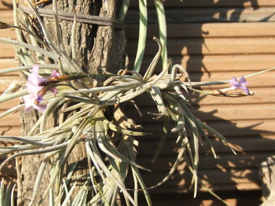 Tillandsia bandensis - die Pflanze.jpg