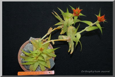 Orthophytum_sucrei_(GF)_IMG_2725_v1.JPG