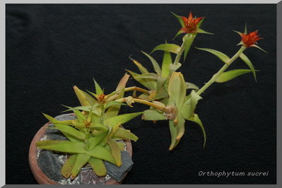 Orthophytum_sucrei_(GF)_IMG_2726_v1.JPG