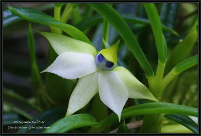 Dendrobium cyanocentrum (1) k.jpg