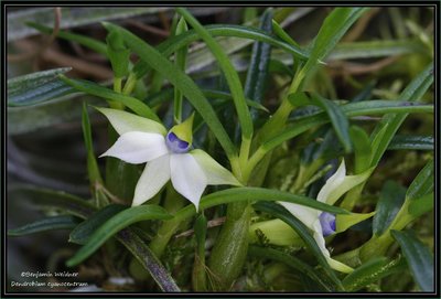 Dendrobium cyanocentrum (3) k.jpg