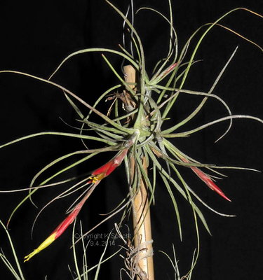 Tillandsia schiedeana (2086 I2E).JPG