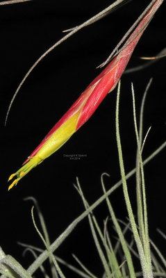 Tillandsia schiedeana (2090 I2E).JPG