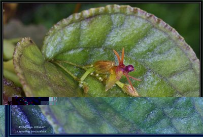 Lepanthes tentaculata (2) k.jpg