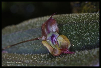 Lepanthes gargoyla (1) k.jpg