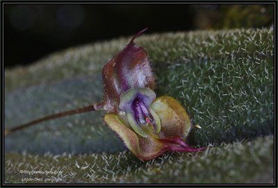 Lepanthes gargoyla (2) k.jpg