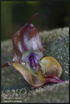 Lepanthes gargoyla (3) k.jpg