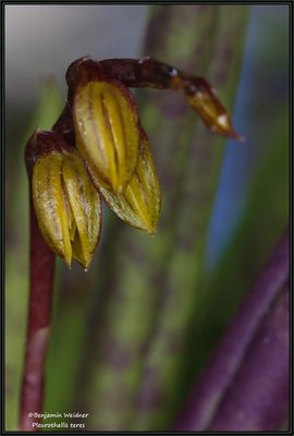 Pleurothallis teres (1) k.jpg