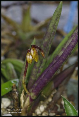 Pleurothallis teres (2) k.jpg