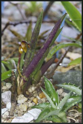 Pleurothallis teres (3) k.jpg