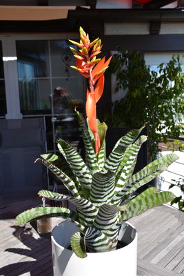 Aechmea chantinii black 1.jpg