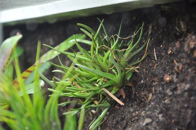 T. albertiana clump