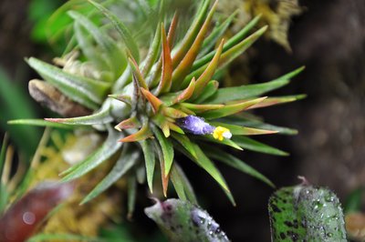 T. ionantha Huemelula