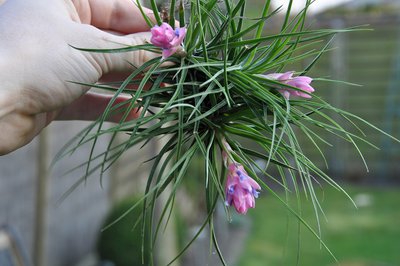 T. stricta